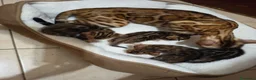 Bengala gatti in vendita: le meraviglie di Selected Breed  - Annuncio 4