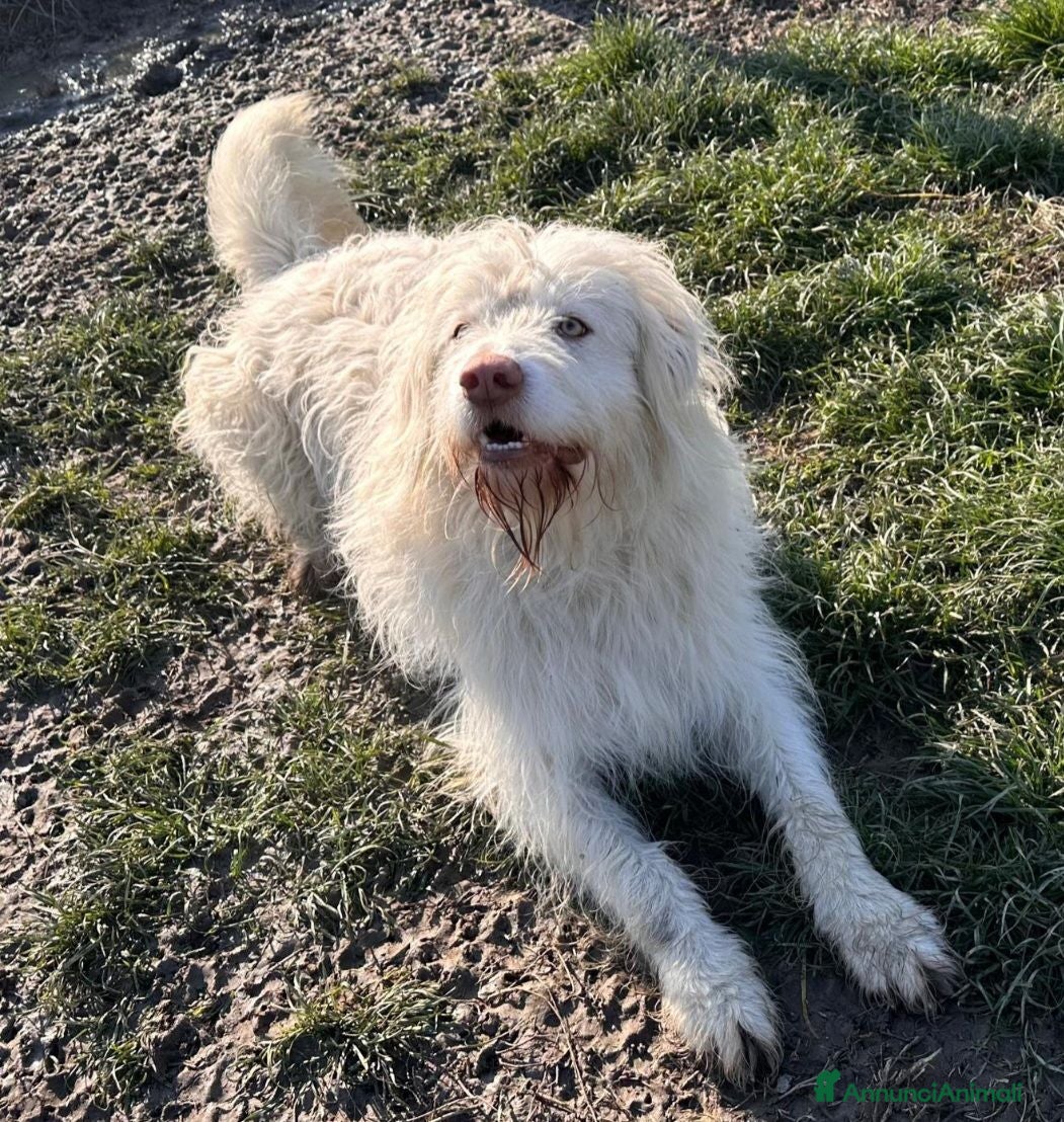 Meticcio cani BUTTATO VIA DALLA SUA FAMIGLIA! - Annuncio 1