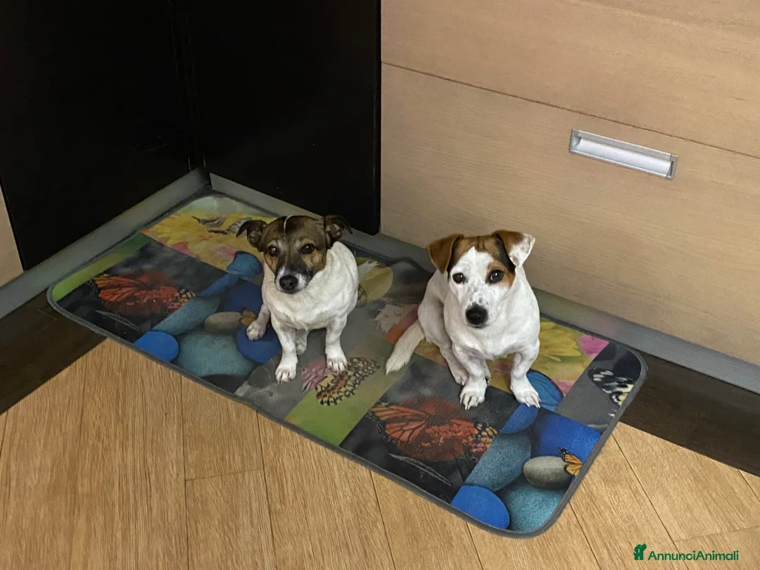 Jack Russell cani in vendita: Cuccioli jack russel  - Annuncio 25