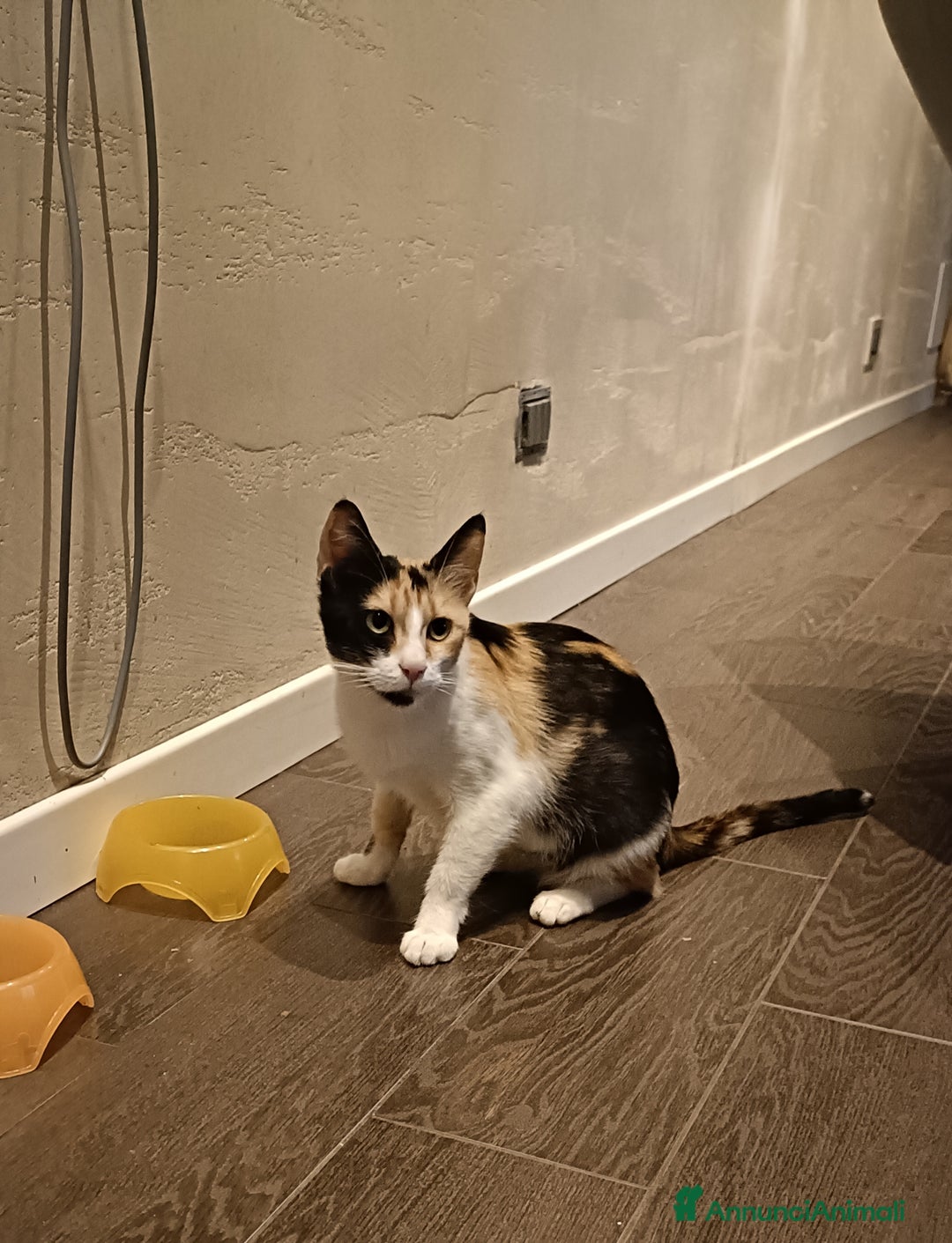 Europeo gatti in regalo: Trilly  - Annuncio 4