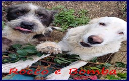 Meticcio cani in regalo: BOMBA giovane buona con tutti! tg abbondante - Immagine 9