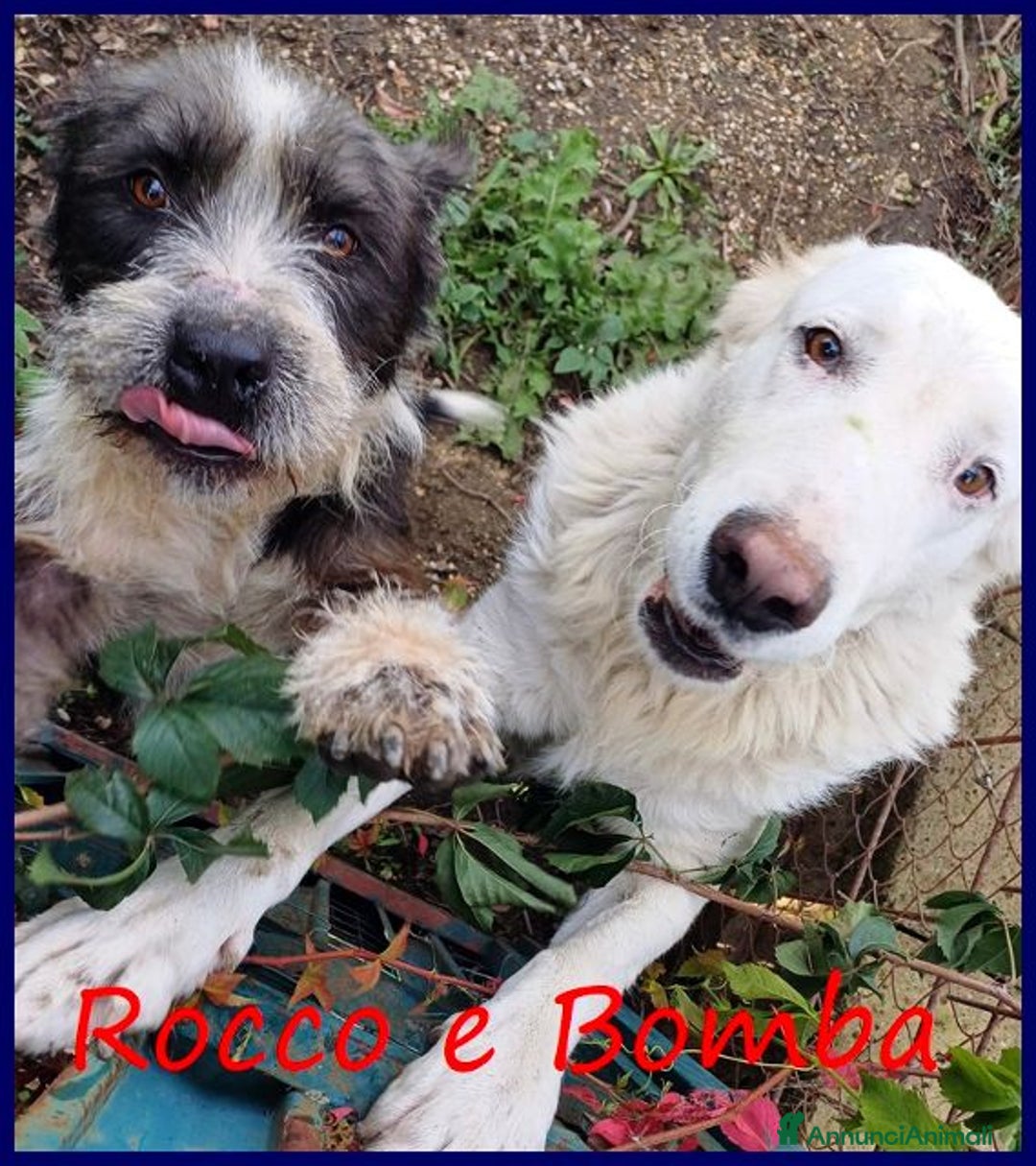 Meticcio cani in regalo: BOMBA giovane buona con tutti! tg abbondante - Immagine 9