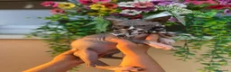 Sphynx gatti in vendita: Gatto Nudo - Annuncio 8