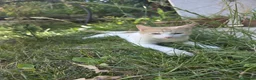 Meticcio gatti in regalo: GATTINI a Provincia di Piacenza - Annuncio 3