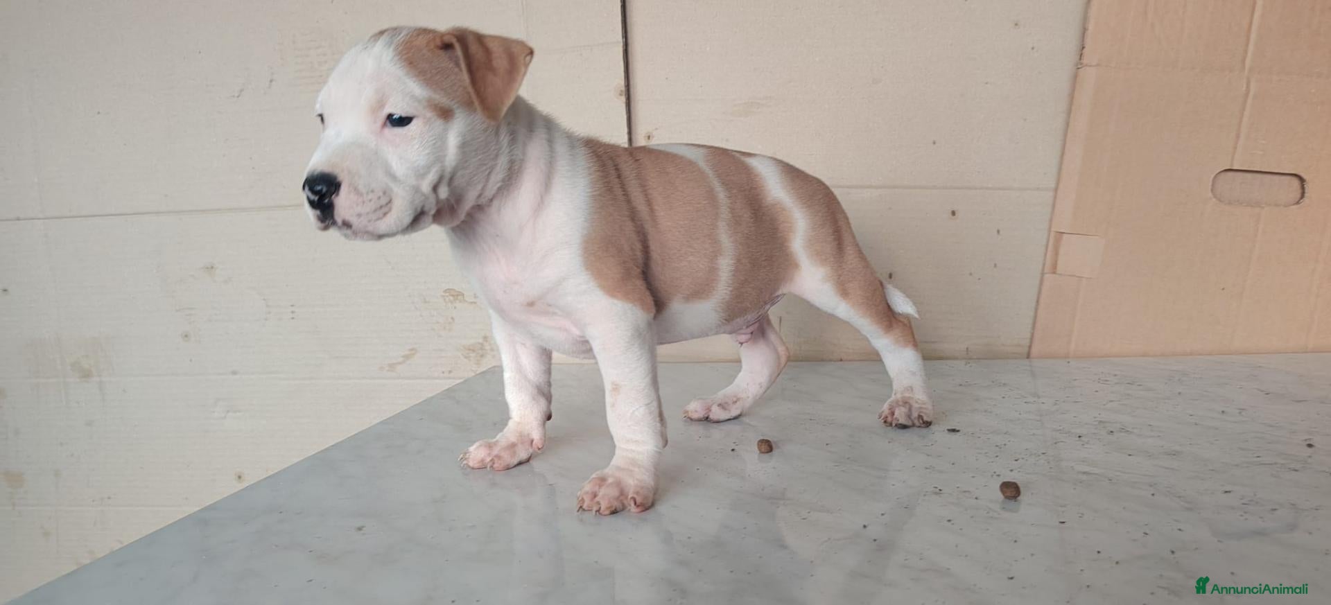 American Staffordshire cani America staffordshire - Annuncio 1