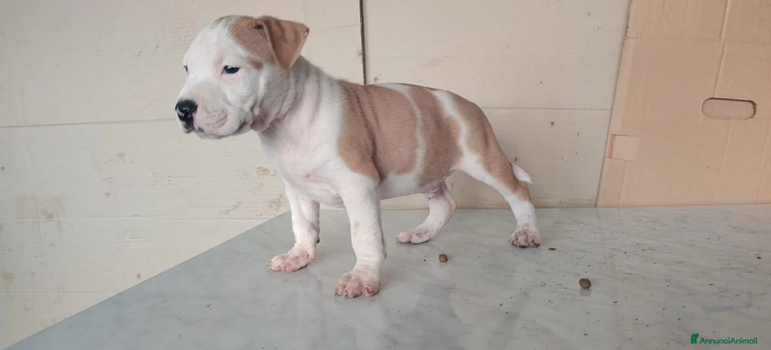 American Staffordshire cani in vendita: America staffordshire - Annuncio 1