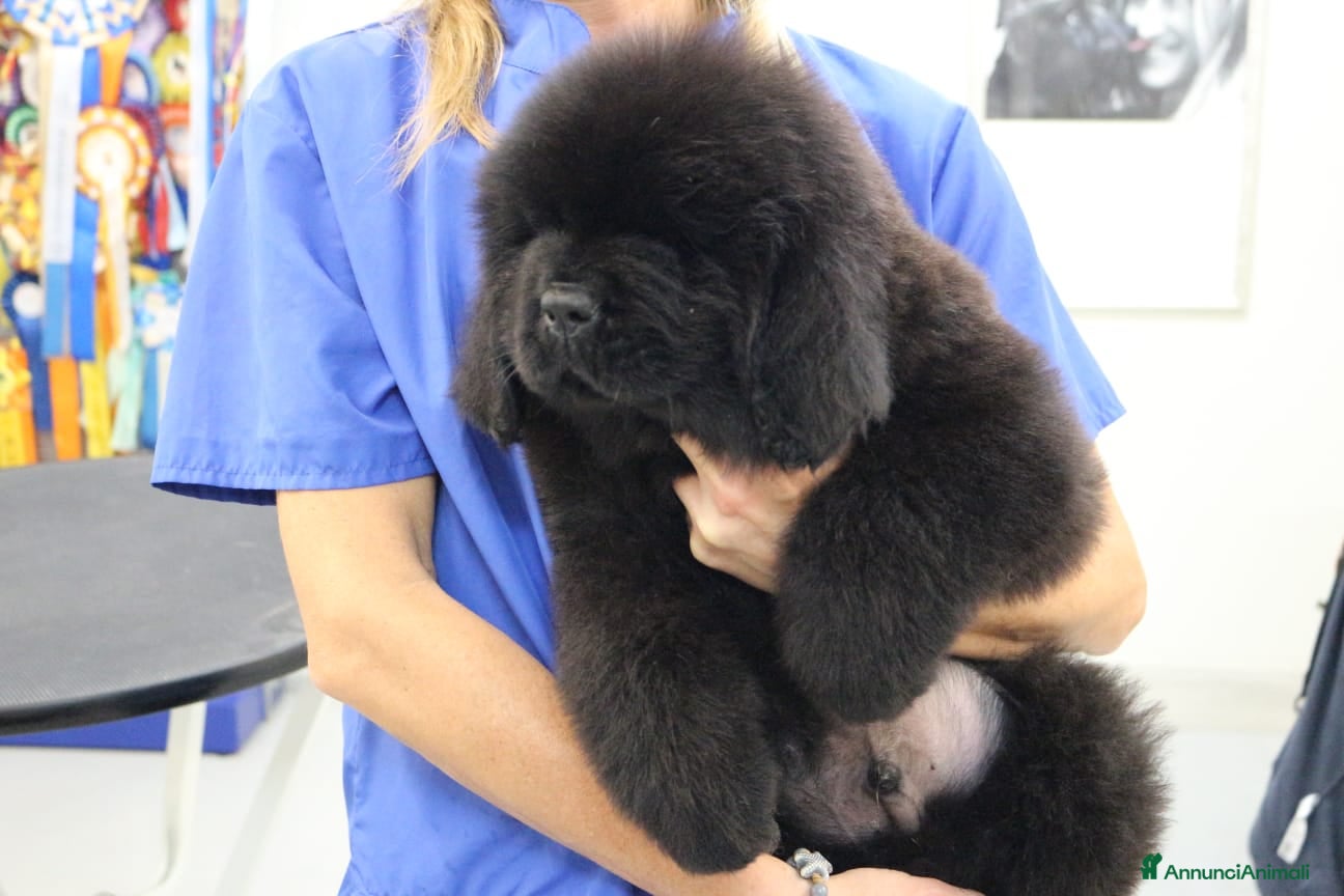 Terranova cani Terranova Cuccioli - Annuncio 19