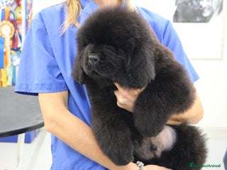 Terranova cani Terranova Cuccioli - Annuncio 17