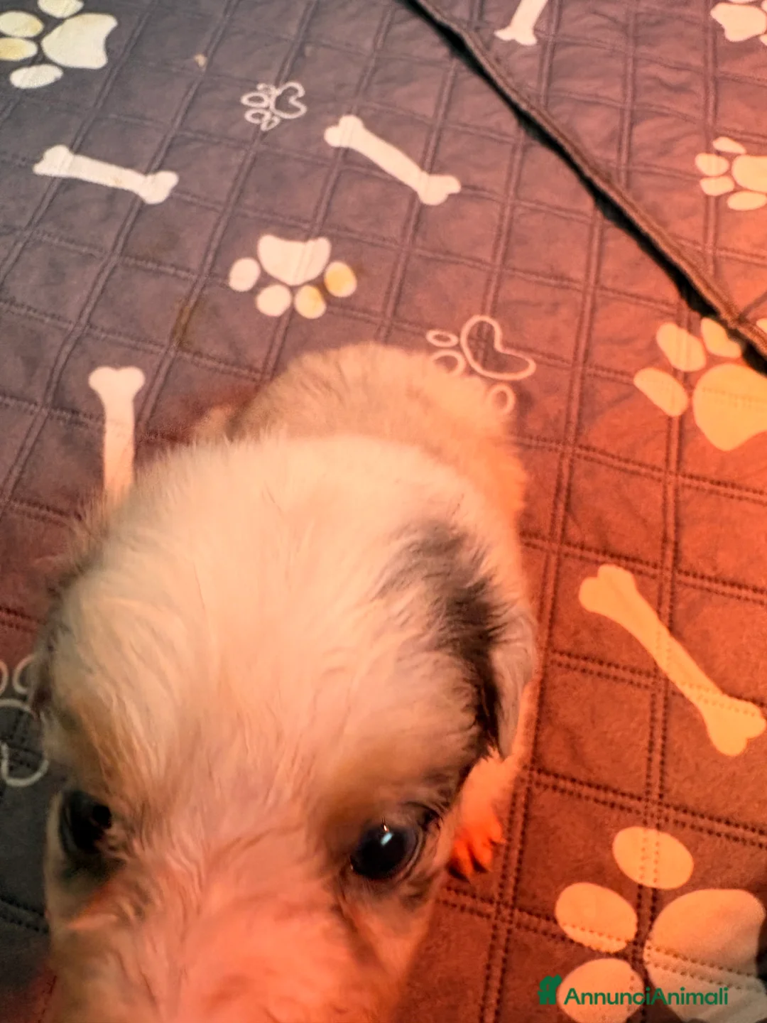 Australian Shepherd cani in vendita: Bella ultima cucciola pastore australiano  - Annuncio 9