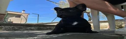 Bulldog Francese cani in vendita: bulldog francese nero tigrato animali  - Annuncio 7
