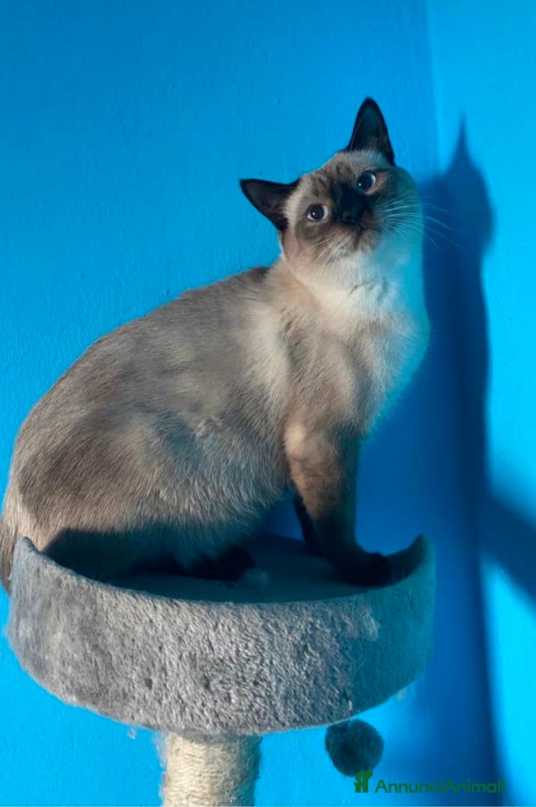 Siamese gatti in vendita: Siamese 2 mesi - Annuncio 2