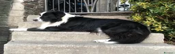 Border Collie cani per accoppiamento: Maschio Border Collie per accoppiamento a Provincia di Sondrio - Annuncio 6