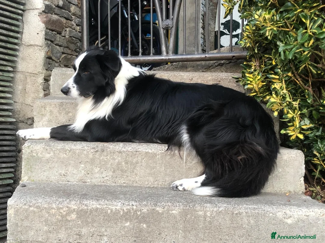 Border Collie cani per accoppiamento: Maschio Border Collie per accoppiamento a Provincia di Sondrio - Annuncio 6