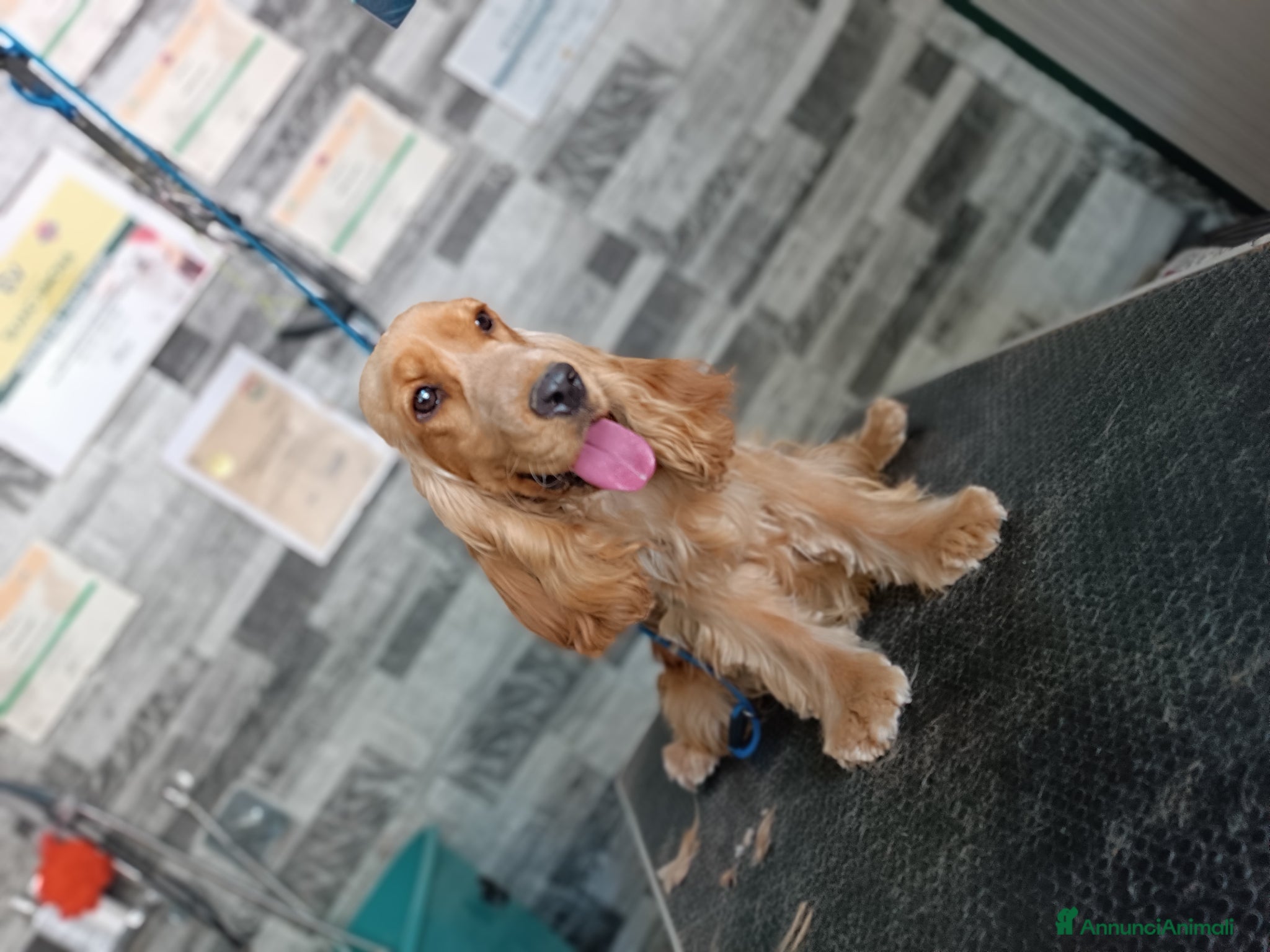 Cocker cani in vendita: Cuccioli di cocker Spaniel inglese  - Annuncio 1