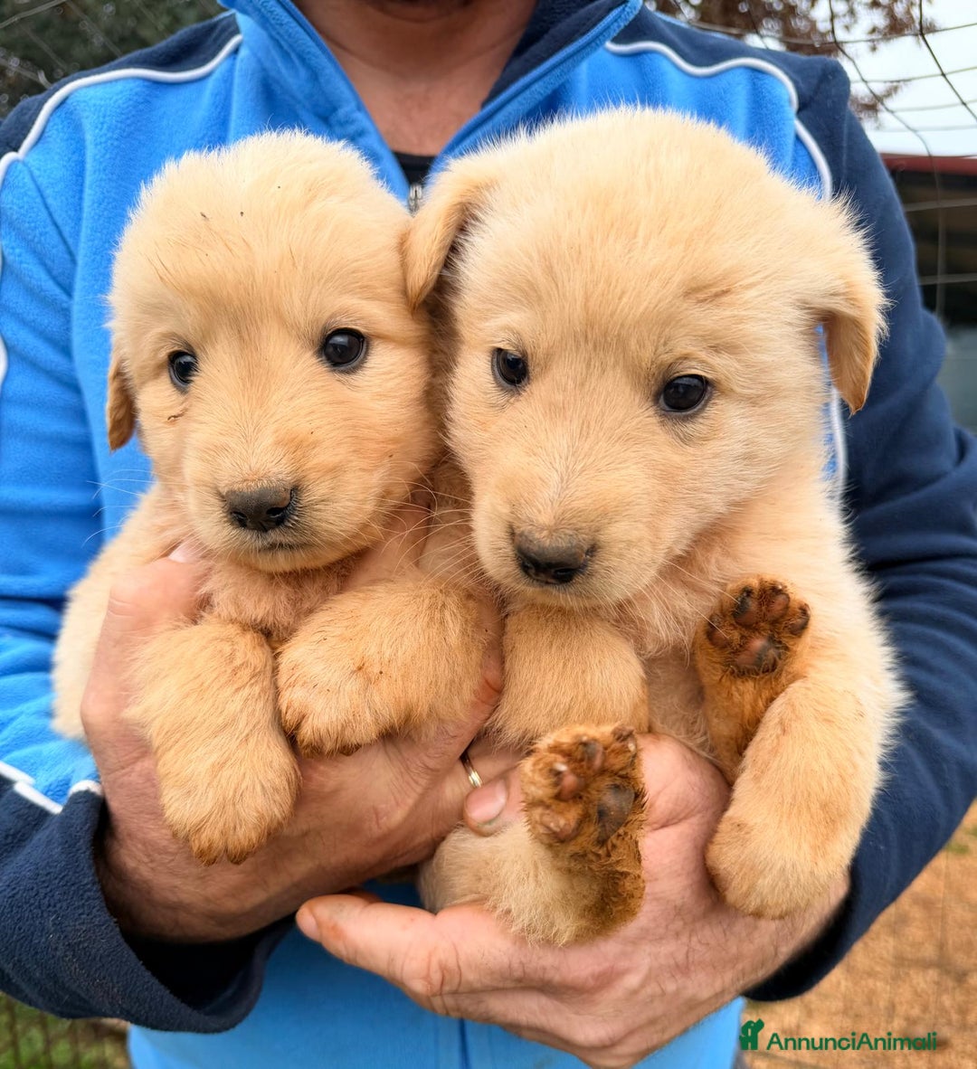 Meticcio cani in regalo: "Piccoli orsetti" in cerca di amore  - Annuncio 1