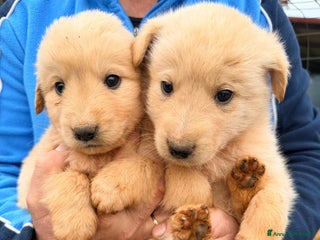 Meticcio cani "Piccoli orsetti" in cerca di amore - Annuncio 1