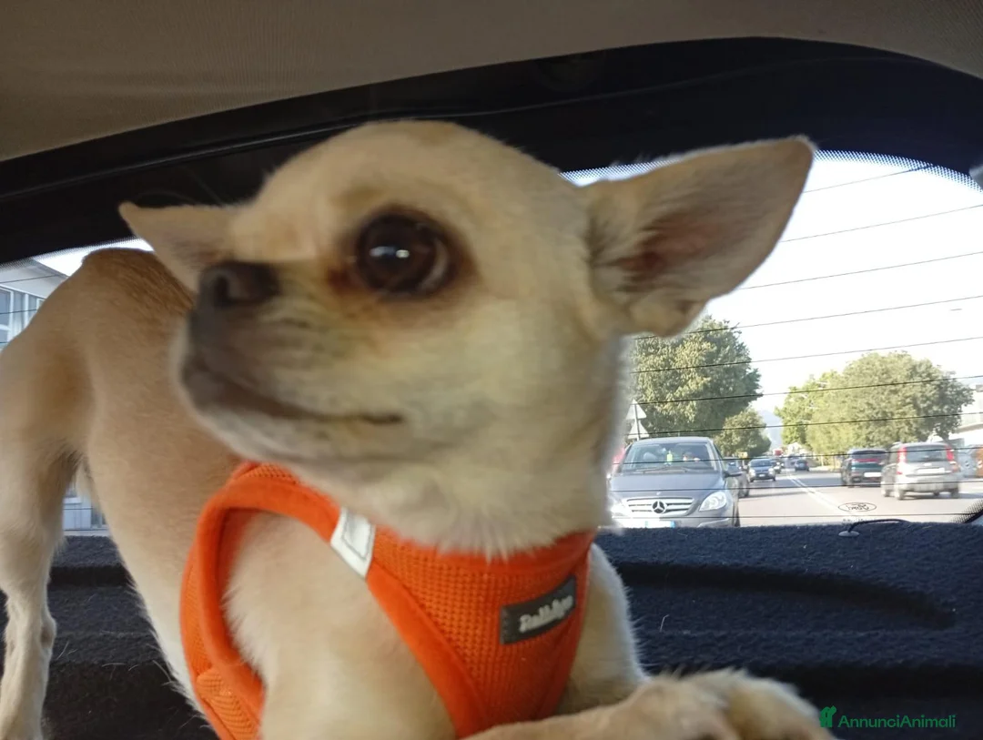 Chihuahua cani per accoppiamento: chiuahua  - Annuncio 6