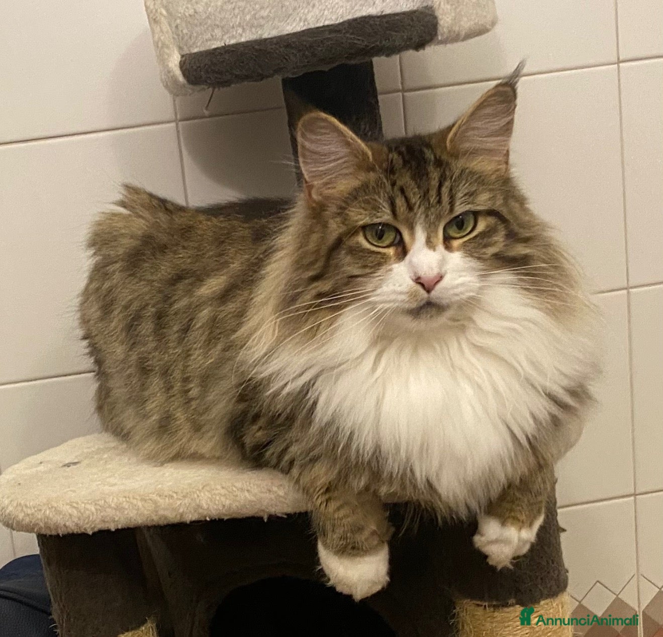 Maine Coon gatti Maine coon cucciola  - Annuncio 2