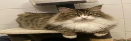 Maine Coon gatti in vendita: Maine coon cucciola  - Annuncio 1