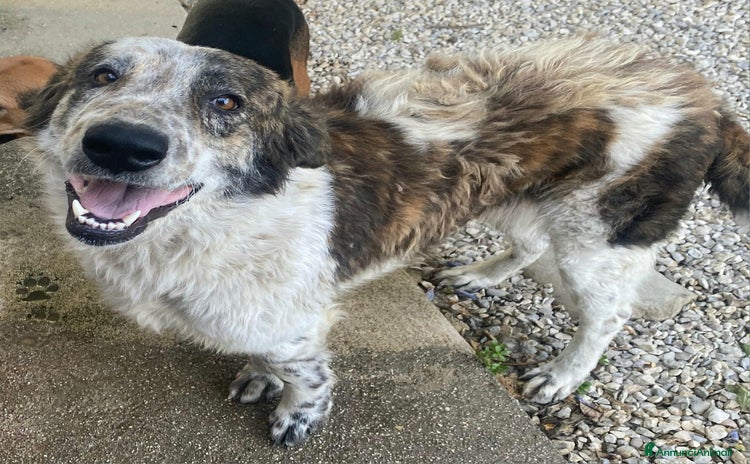 Meticcio cani a Provincia di Teramo - Annuncio 17