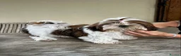 Shih Tzu cani in vendita: Cucciola di Shih Tzu - Annuncio 2