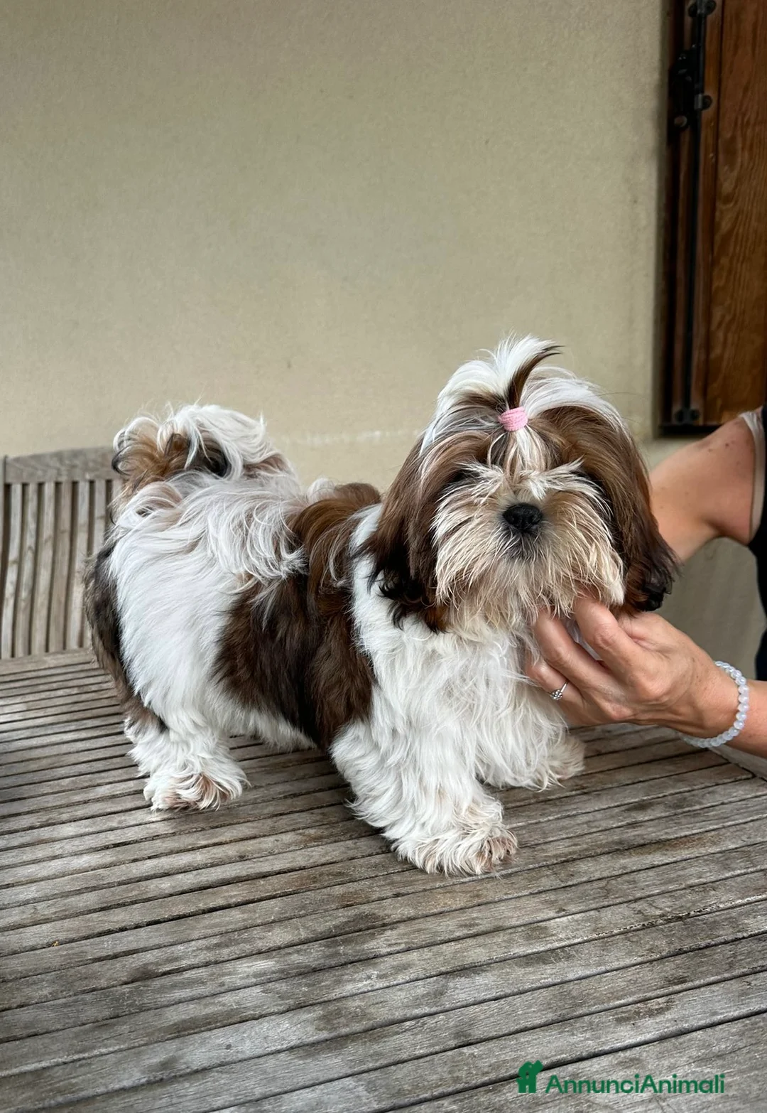 Shih Tzu cani in vendita: Cucciola di Shih Tzu - Annuncio 2