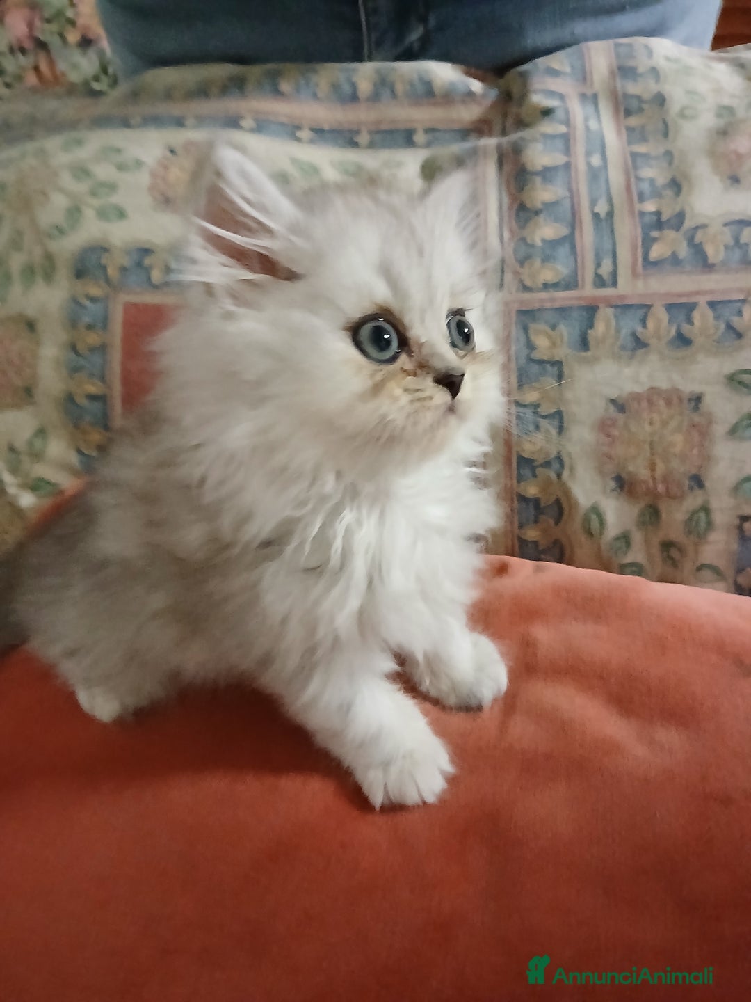 Persiano gatti in vendita: Gattino persiano a Provincia di Lecce - Immagine 3