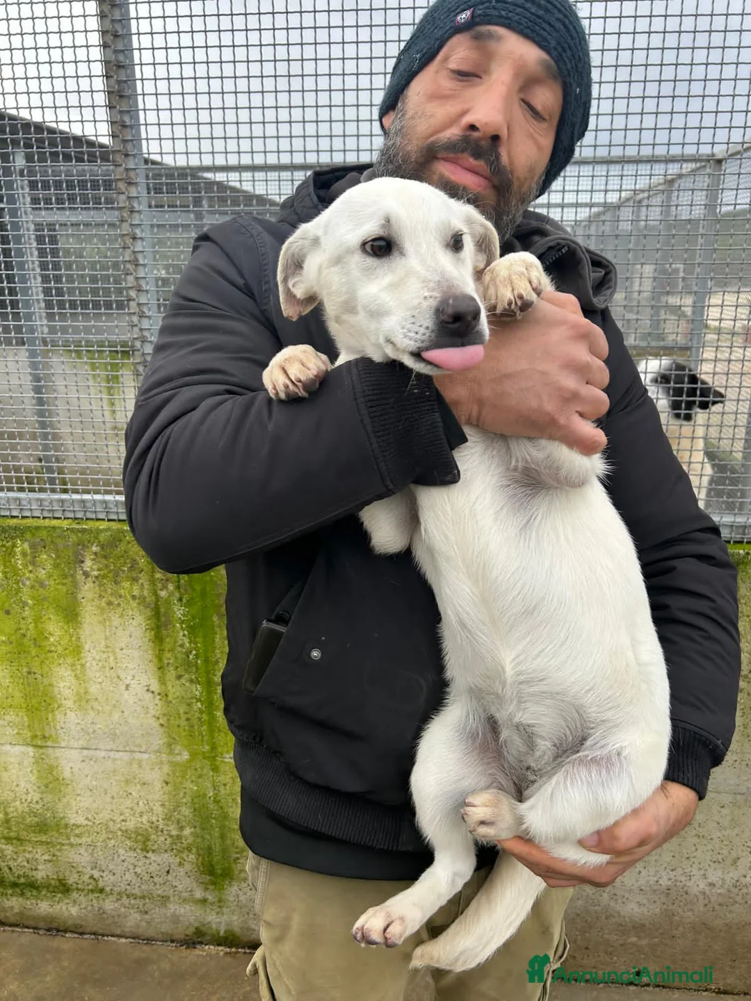 Altre razze cani in regalo: MILVA E UGO - Annuncio 3