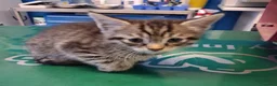 Europeo gatti in regalo: Pelosetta bellissima  - Annuncio 3