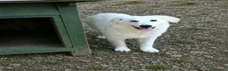 Pastore Abbruzzese Maremmano cani in regalo: BRENNO raggiante cucciolo mix PMA, 5 mesi - Annuncio 8