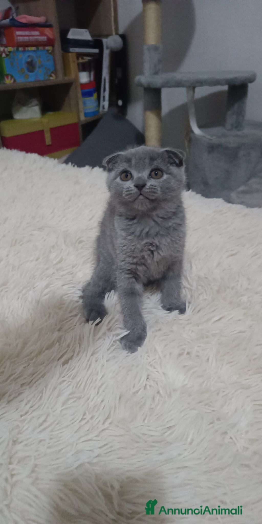 Scottish gatti Splendida gattina scottish  - Annuncio 26