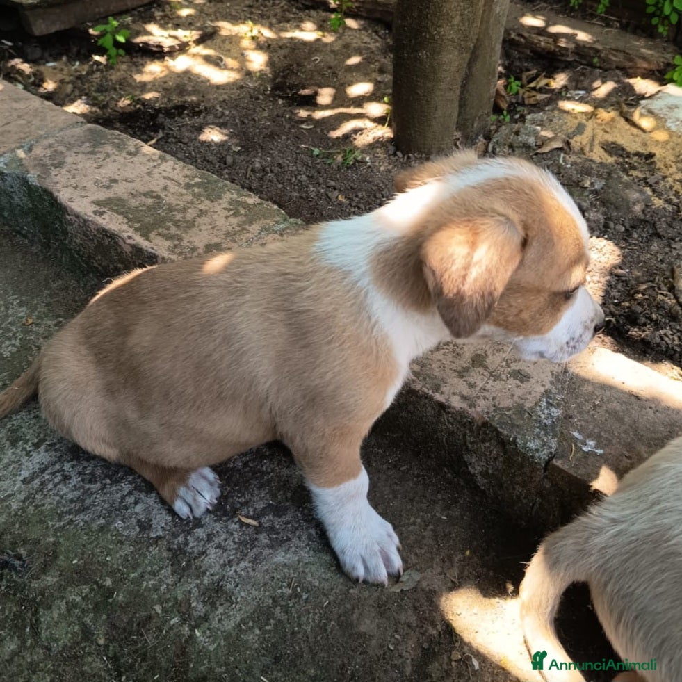 Meticcio cani in regalo: UNA MAMMA PER BIRILLO - Annuncio 4