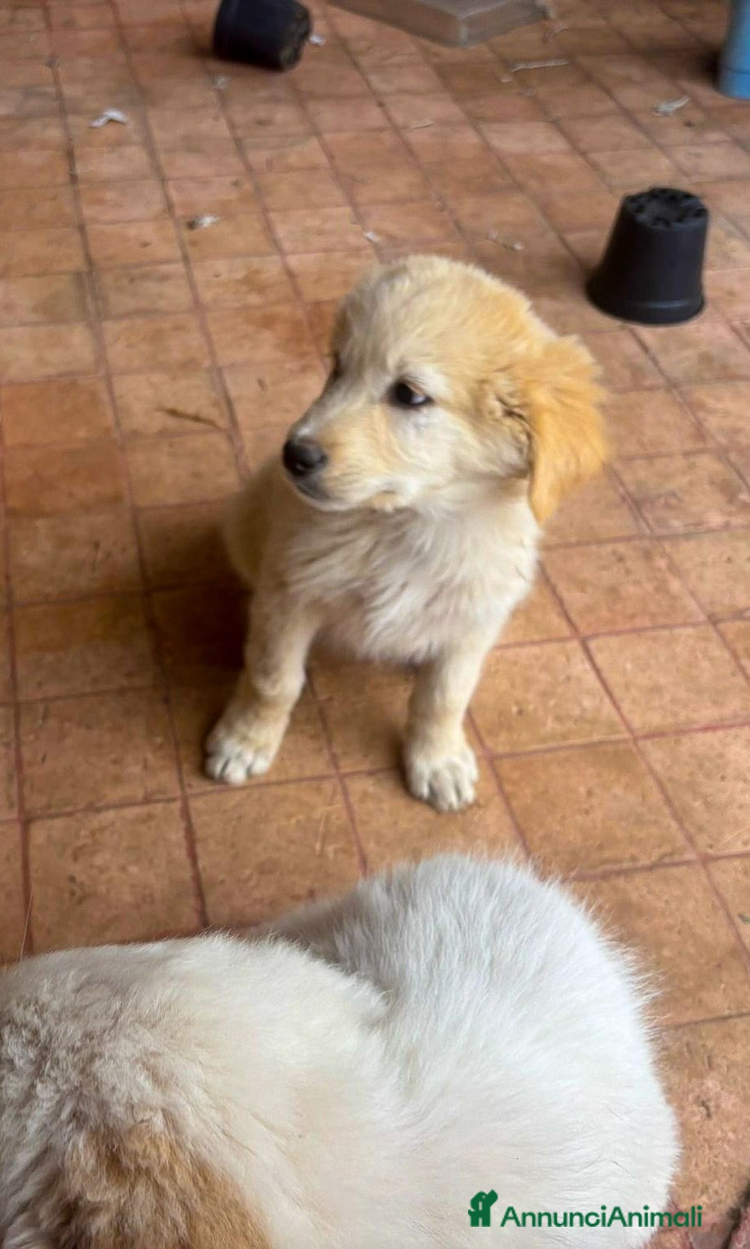 Meticcio cani in regalo: SHIVA 🩷-cucciola pastore musetto vispo, cerca 🏠  - Annuncio 4