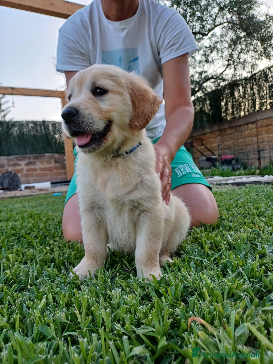 Golden Retriever cani in vendita: Vendo cuccioli  a Libero consorzio comunale di Agrigento - Immagine 8