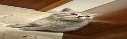 Scottish gatti in vendita: Cuccioli Scottish - Annuncio 8