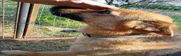 Pastore Tedesco cani in regalo: Rex, pastorello in miniatura a Provincia di Latina - Annuncio 3