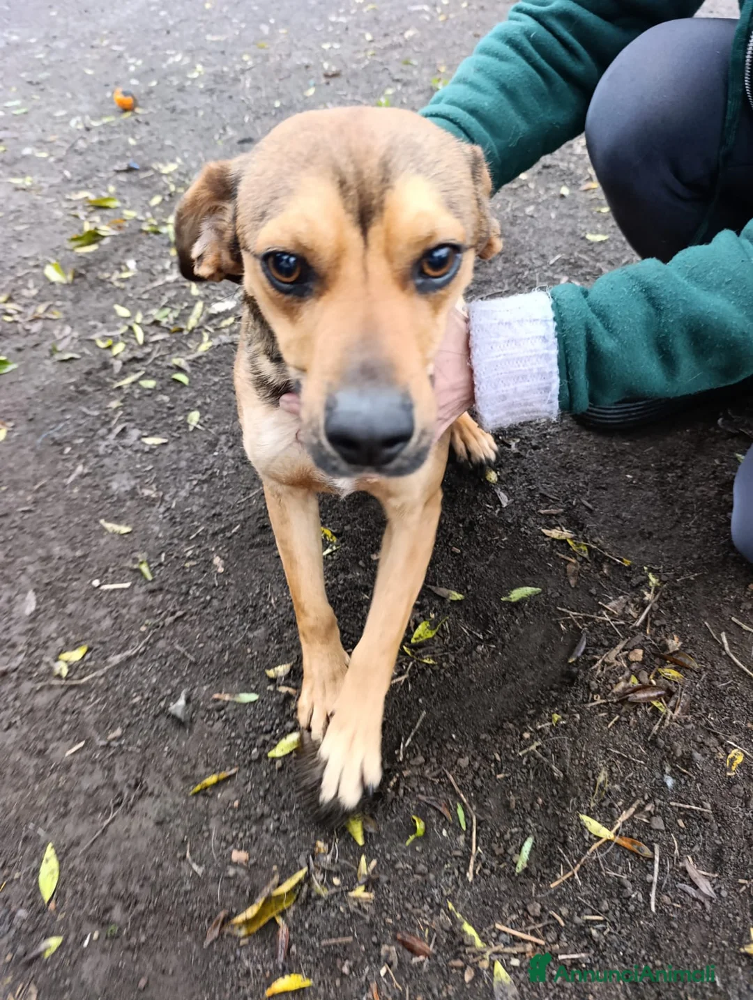 Beagle cani in regalo: Martino, Beagle Mix in Canile a Provincia di Rovigo - Annuncio 1