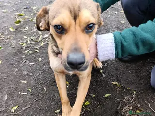 Beagle cani Martino, Beagle Mix in Canile a Provincia di Rovigo - Annuncio 16