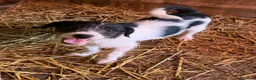 Meticcio cani in regalo: TALIA, cucciola spaventata cerca amore. TG PICCOLA - Annuncio 5