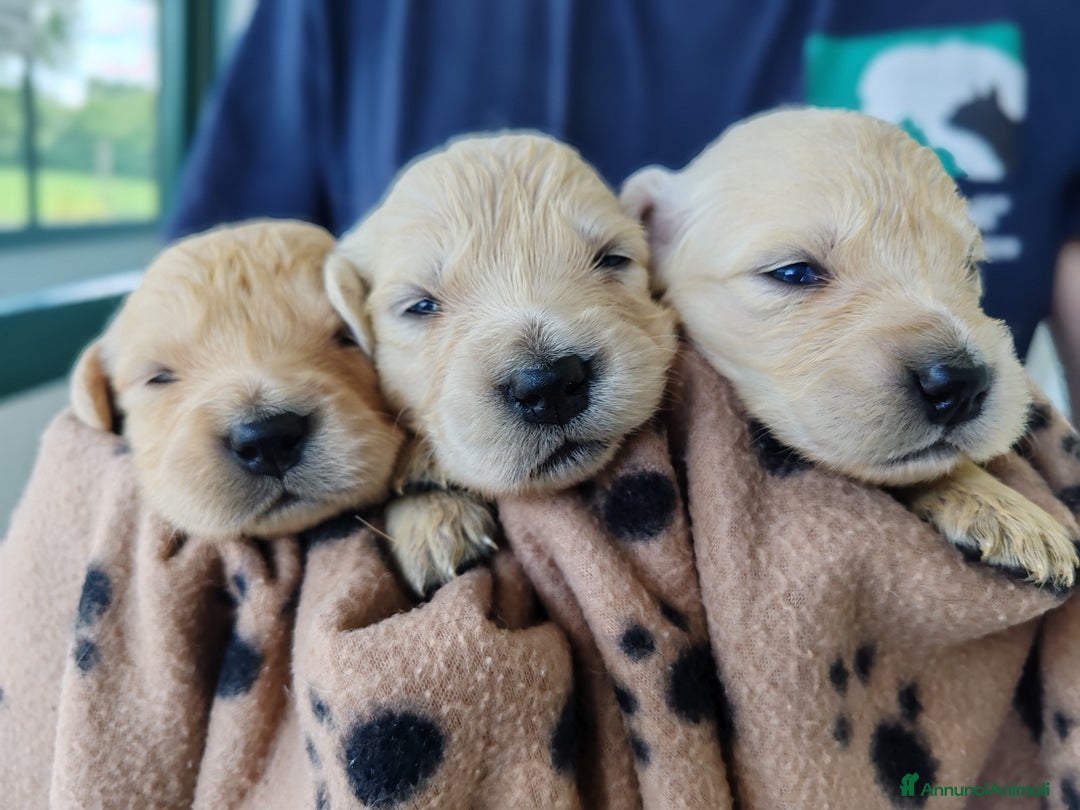 Golden Retriever cani in vendita: GOLDEN CUCCIOLI CON PEDIGREE ENCI - REGGIO EMILIA a Reggio Emilia - Immagine 3
