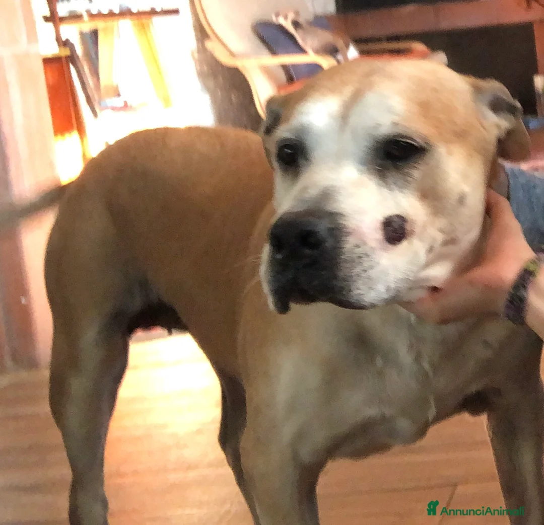 American Staffordshire cani in regalo: Sterilizzata - Annuncio 2