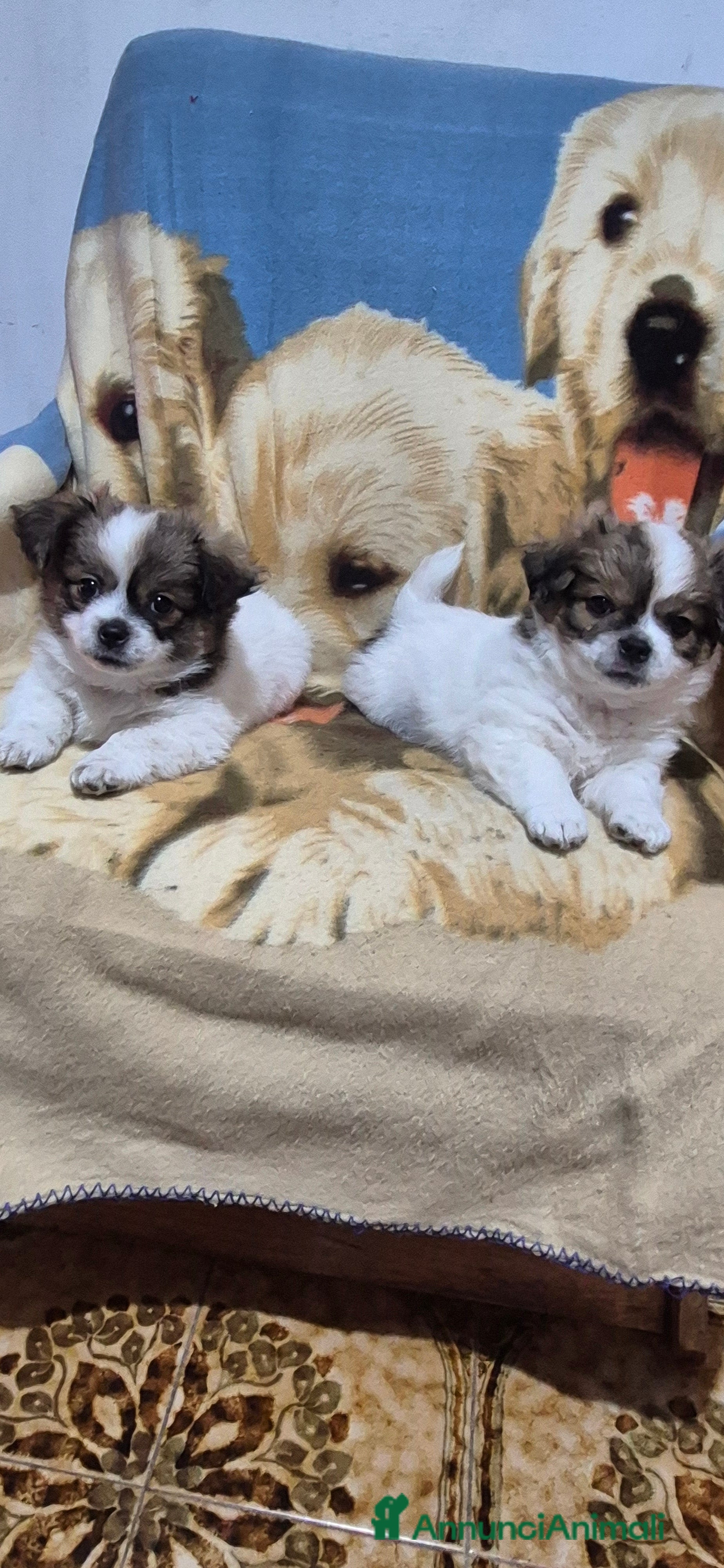 Chihuahua cani Gemelli  - Annuncio 9
