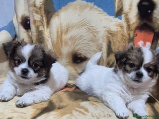 Chihuahua cani Gemelli - Annuncio 14