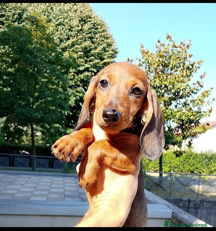 Bassotto cani Bassotto nano pelo corto femmina  - Annuncio 32