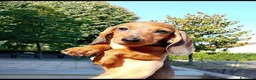 Bassotto cani in vendita: Bassotto nano pelo corto femmina  - Annuncio 1