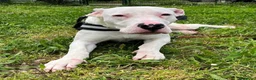 Dogo Argentino cani in regalo: ALBINO DOGO - Annuncio 5