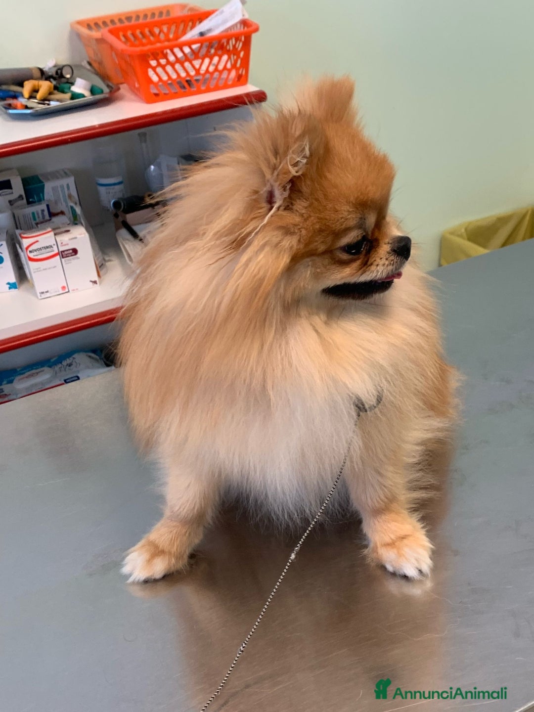 Spitz cani per accoppiamento: Spitz nano per accoppiamento  - Annuncio 3