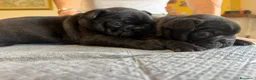 Bulldog Francese cani in vendita: bulldog francese bull dog animali - Annuncio 30