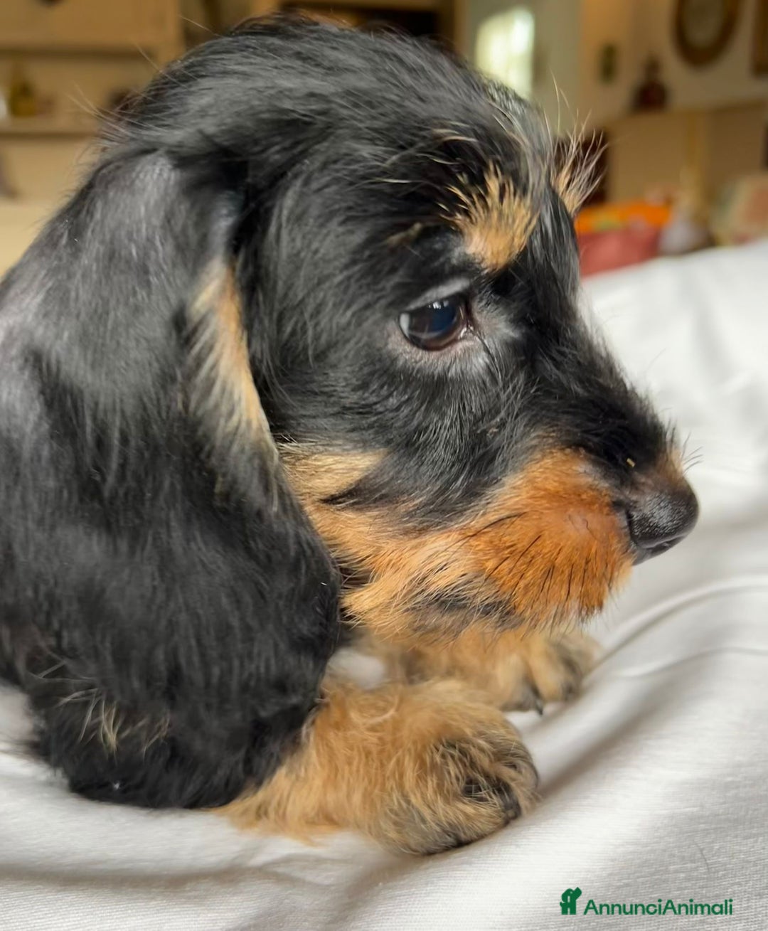 Bassotto cani in vendita: Cuccioli di Bassotto pelo duro con Pedigree Enci - Annuncio 5