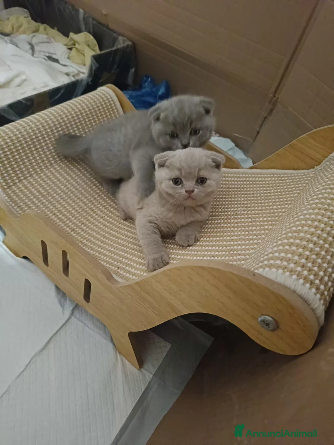 Scottish gatti in vendita: Scottish Fold a Provincia di Mantova - Annuncio 7
